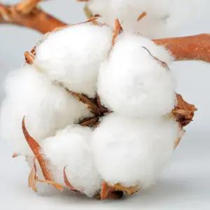 Organic Raw Cotton