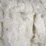 Organic Raw Cotton Fiber